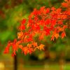 Leaves Foliage paint by numbers