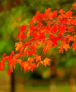 Leaves Foliage paint by numbers