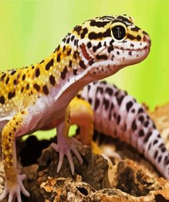 Leopard Gecko Lizard paint by numbers