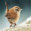 Little Wren Bird paint by numbers