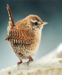 Little Wren Bird paint by numbers