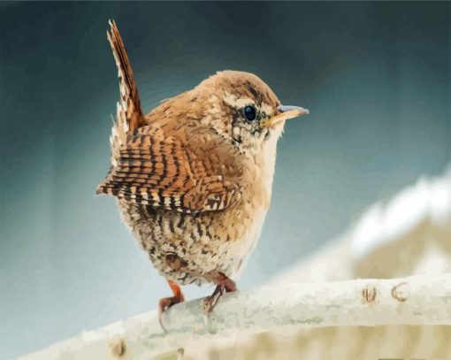 Little Wren Bird paint by numbers