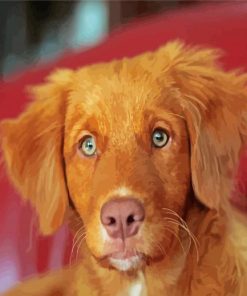 Nova Scotia Duck Tolling Retriever Dog paint by numbers