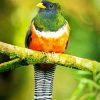 Orange Bellied Trogon paint by numbers