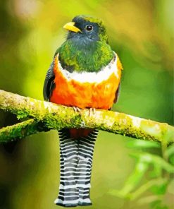 Orange Bellied Trogon paint by numbers