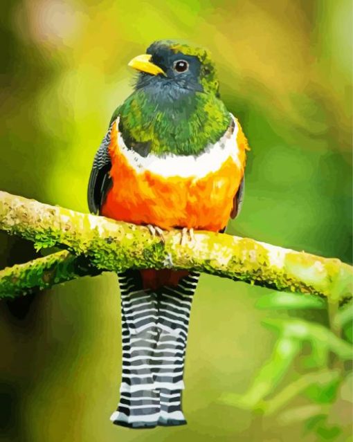 Orange Bellied Trogon paint by numbers