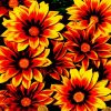 Orange Gazania Flowers paintby numbers