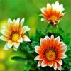 Orange White Gazania paint by numbers