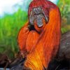 The Orangutan Ape Paint By Number