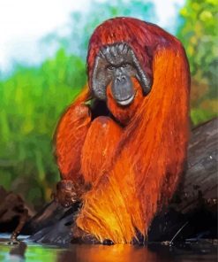 The Orangutan Ape Paint By Number