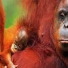 Orangutans Mother With Baby Paint By Number