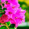 Pink Bougainvillea paint by numbers