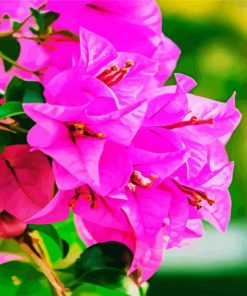 Pink Bougainvillea paint by numbers