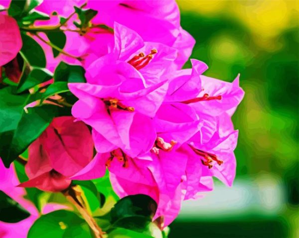Pink Bougainvillea paint by numbers