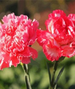 Pink Carnation paint by numbers