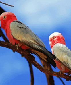 Pink Grey Cockatoo Paint By Number