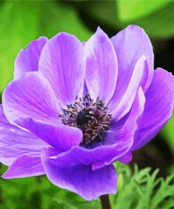 Purple Anemone paint by numbers