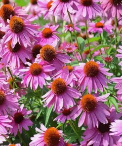 Purple Coneflower Wild Flower paint by numbers