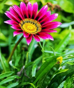 Purple Gazania paint by numbers