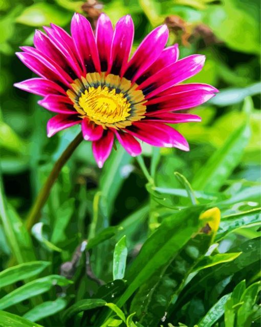 Purple Gazania paint by numbers