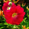 Red Blooming Hollyhocks Paint By Number