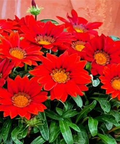 Red Gazania paint by numbers