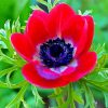 Red Anemone paint by numbers