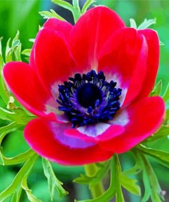 Red Anemone paint by numbers