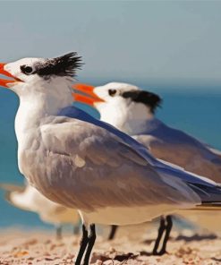 Sternidae Tern Birds Paint By Number