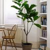 The Fiddle Leaf Fig Plant paint by numbers