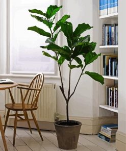 The Fiddle Leaf Fig Plant paint by numbers