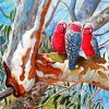 The Galah Cockatoo Birds paint by numbers