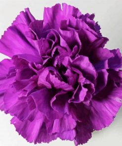 Violet Carnation paint by numbers