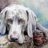 Weimaraner Dog Illustration Paint By Number