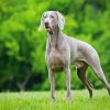 Grey Weimaraner Paint By Number