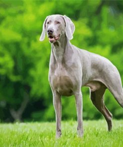 Grey Weimaraner Paint By Number