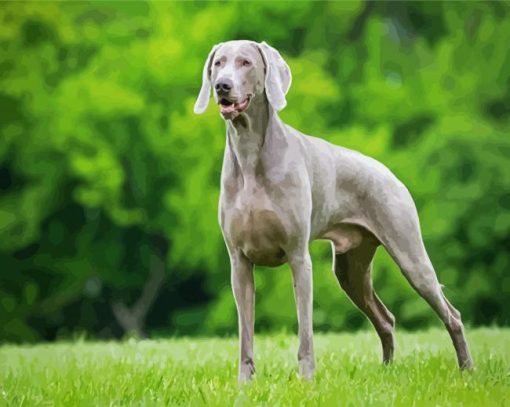 Grey Weimaraner Paint By Number