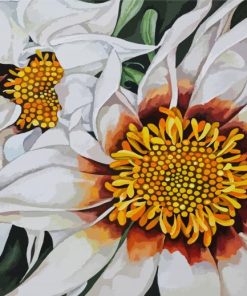 White Gazania paint by numbers