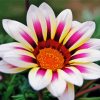 White Purple Gazania paint by numbers