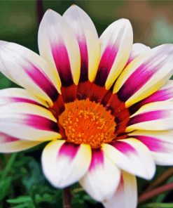 White Purple Gazania paint by numbers