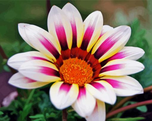 White Purple Gazania paint by numbers