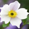 White Anemone paint by numbers