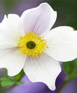 White Anemone paint by numbers