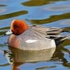 Wigeon Paint By Number