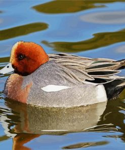 Wigeon Paint By Number