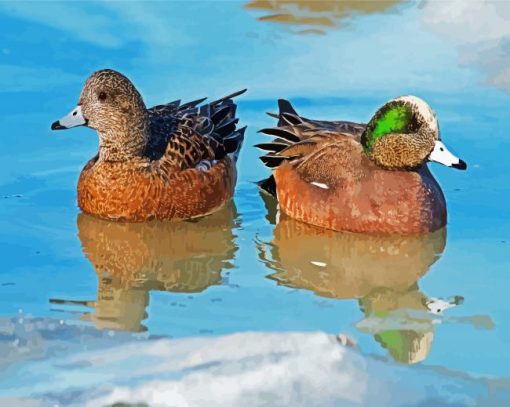 Wigeon Birds Paint By Number