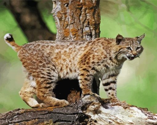 Wild Bobcat Animal Paint By Number