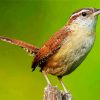 Wren Bird paint by numbers