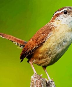 Wren Bird paint by numbers