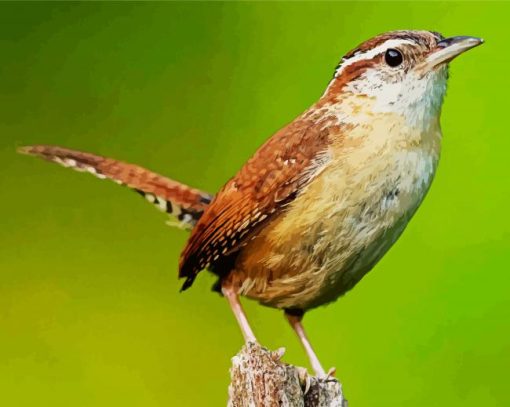 Wren Bird paint by numbers